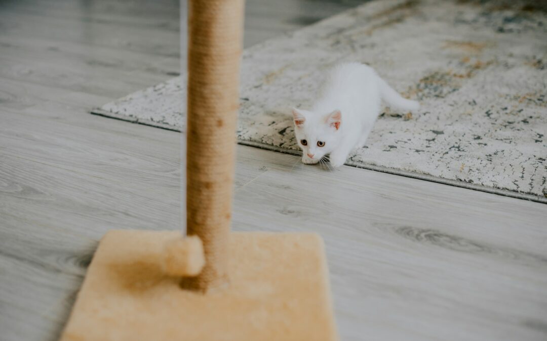 Pets and Carpets: Your Ultimate Guide to a Fresh and Clean Home