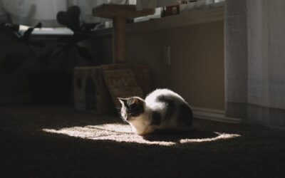 Tackling Common Pet Stains and Odors: Expert Advice and Solutions from Monster Clean