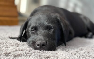 Eliminating Pet Odors and Stains: Professional Carpet Cleaning Solutions by Monster Clean