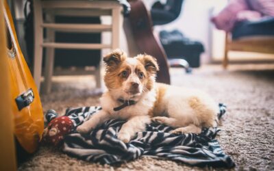 Top 10 Carpet Cleaning Tips Every Homeowner Should Know