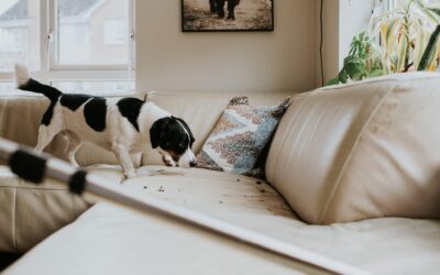 Pet Stains on Furniture_ Our Cleaning Services Can Help
